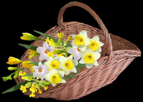 panier de coucous avec des jonquilles